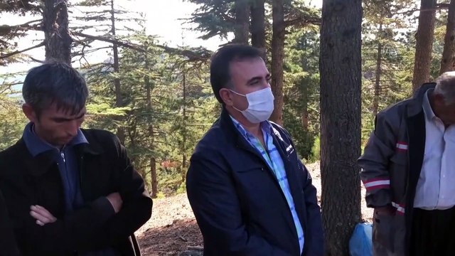 Toros Dağı eteklerinden toplanan sedir mantarı ihraç ediliyor - ADANA