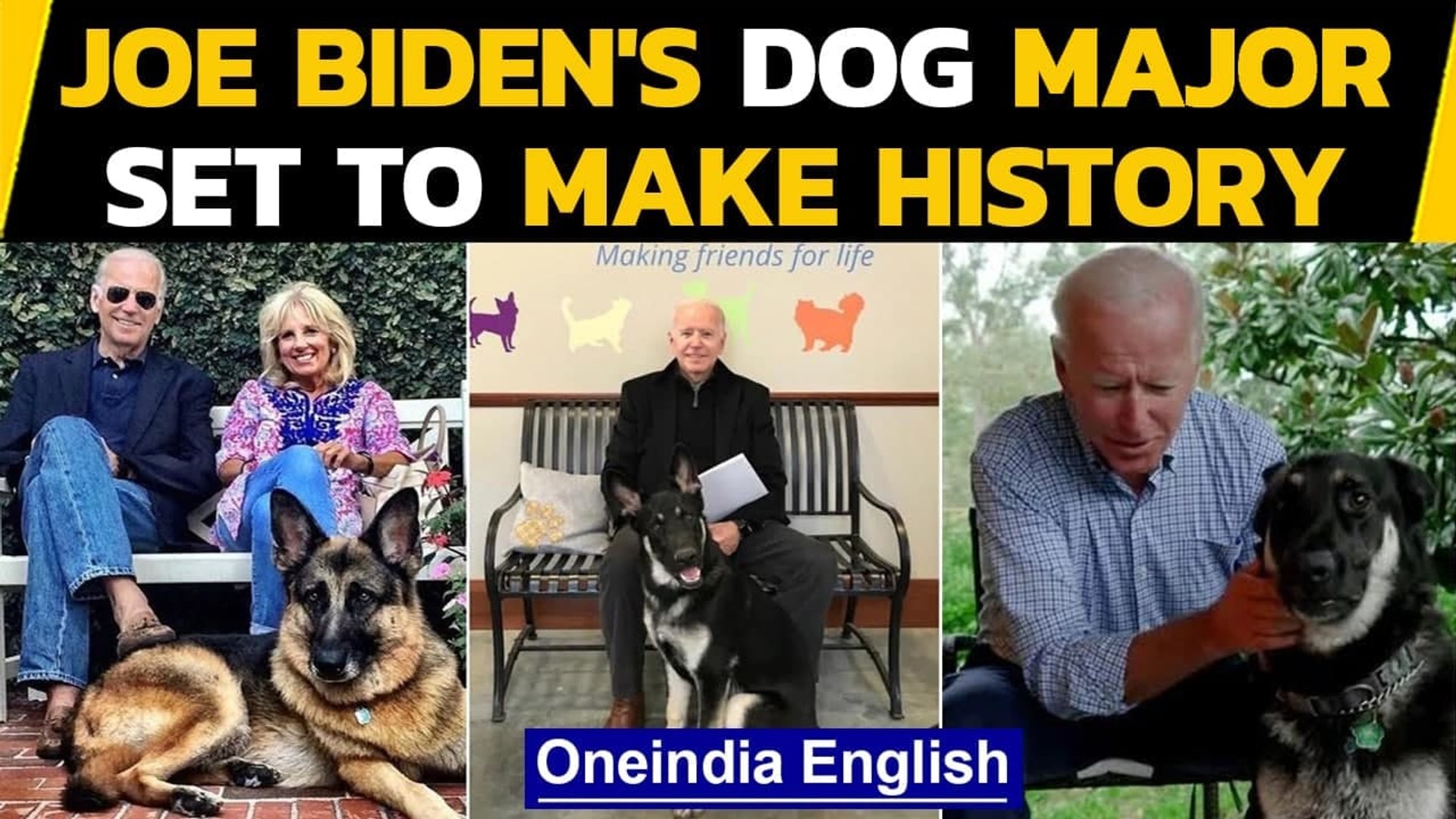 Joe Biden S Dog Major Will Make History As First Rescue Dog In The White House Oneindia News Video Dailymotion