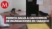 Perrita pone a salvo a sus cachorros tras inundaciones en Tabasco
