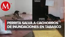 Perrita pone a salvo a sus cachorros tras inundaciones en Tabasco