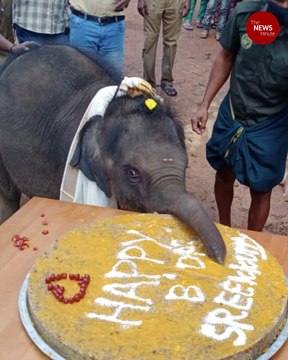 Kerala’s baby elephant celebrates her first birthday with cake, special attire, guests