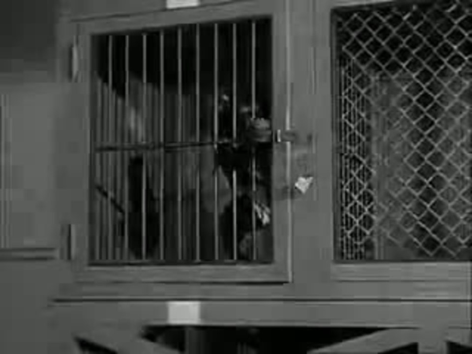 Monkey Business trailer