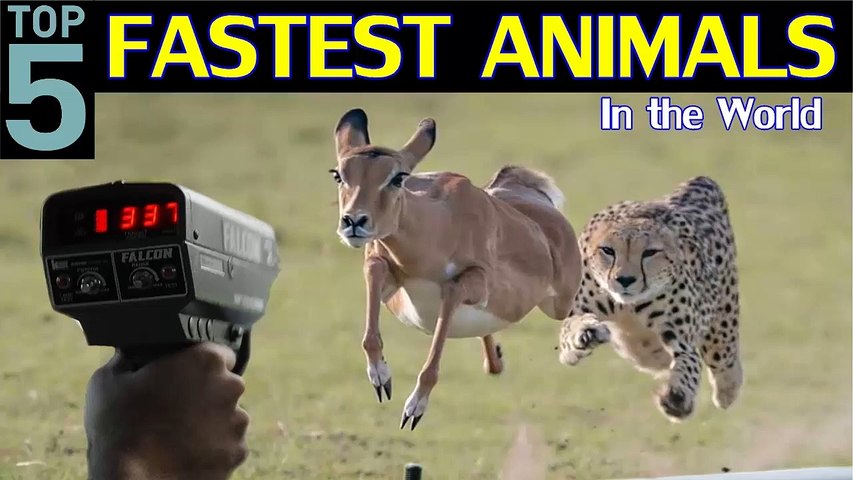 Top 5 Fastest Animals in the World | Fastest Land Animals | Fastest Animals  | Be Alert - video Dailymotion