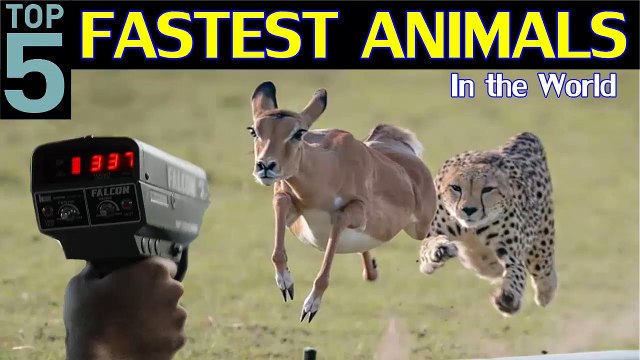 Top 5 Fastest Animals in the World | Fastest Land Animals | Fastest Animals | Be Alert