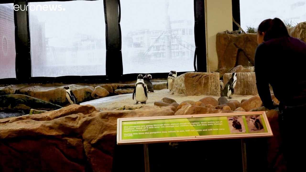 Pinguin-Blues in Kapstadt