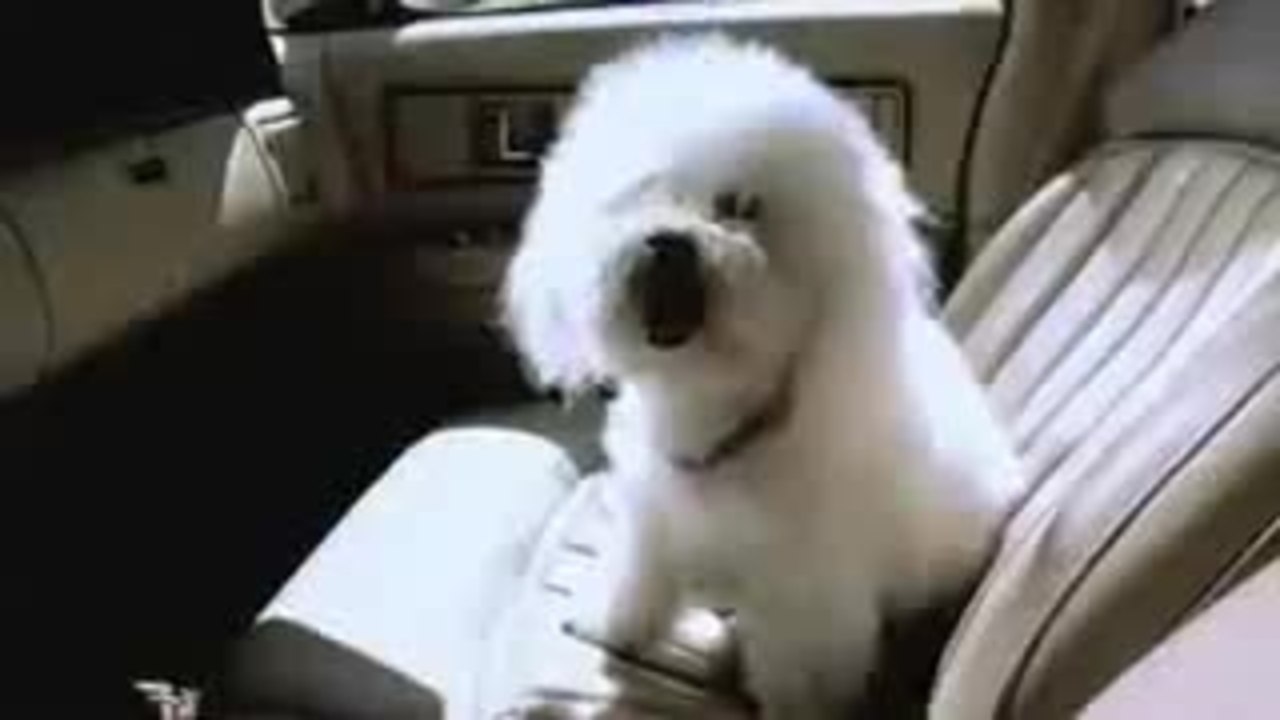 James Wan's Commercial: Doggie Heaven Xbox Trailer (with Leigh Whannell)