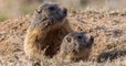 Savoie : un projet de piste de ski menace d'enterrer des marmottes en hibernation