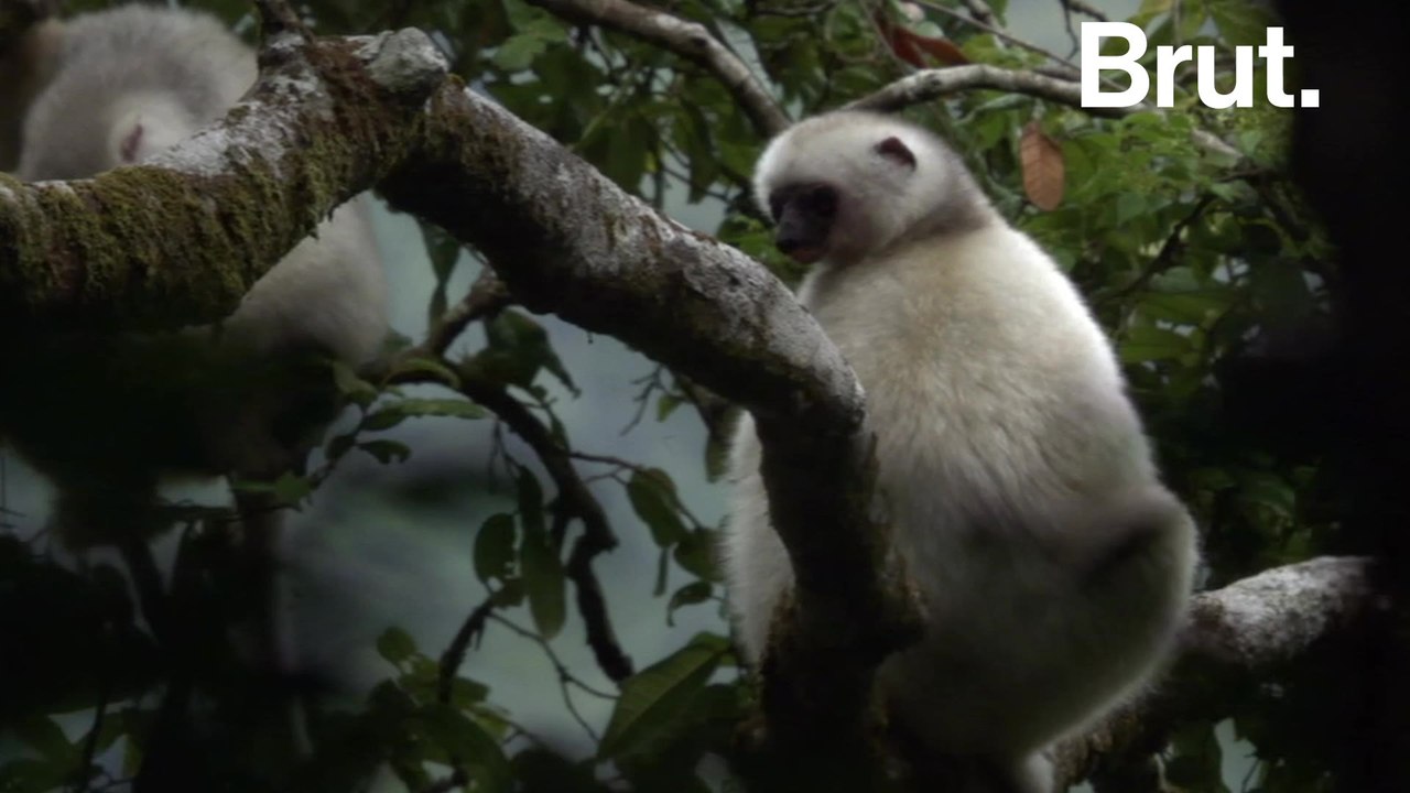 The Silky sifaka, a lemur in critical danger of extinction