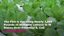 The FDA Is Recalling Nearly 3,500 Pounds of Romaine Lettuce in 19 States Over Potential E.