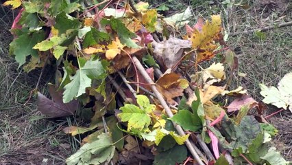 'Geleceğe Nefes' kampanyasında Sırbistan'da 1000 fidan dikildi - BELGRAD