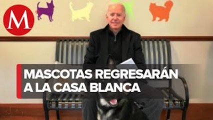 Con Joe Biden en la Casa Blanca volverán las mascotas a la residencia oficial