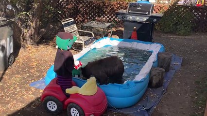 Bear Cub Playing in the Pool