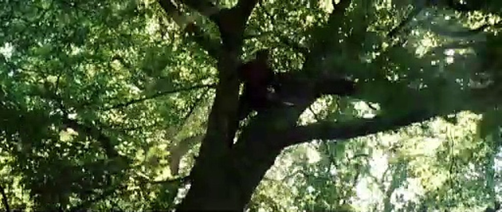 Robin Hood (Deutsch)