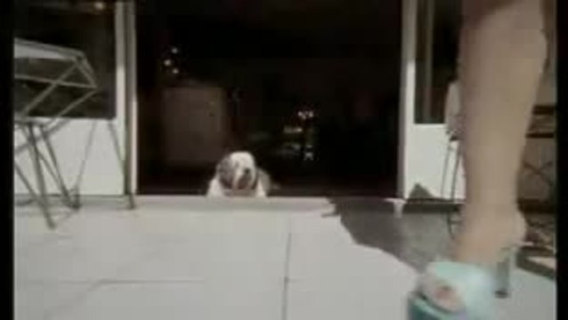 Gordos Reise ans Ende der Welt