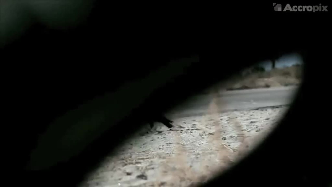 Rubber - Teaser Trailer