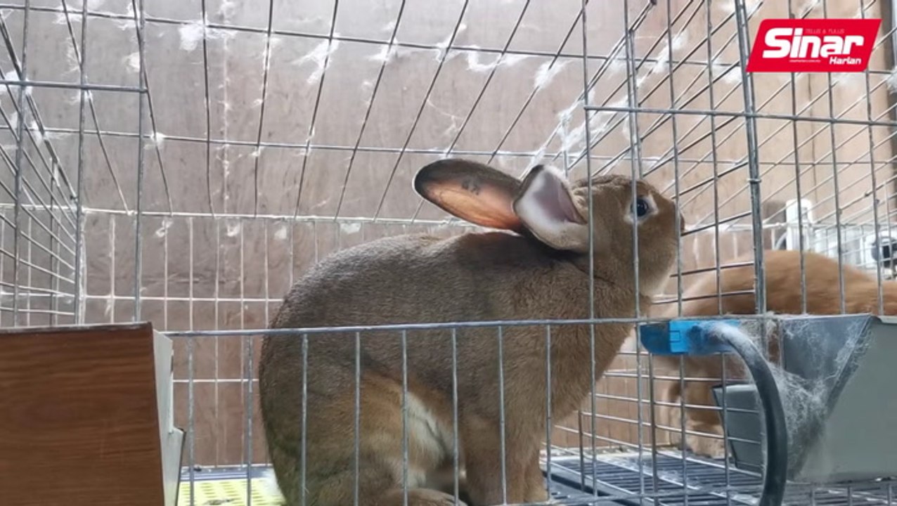 'Comel lain macam ' arnab jenis hibrid