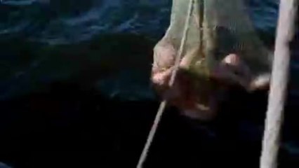 Sonne, Sylt und kesse Krabben - Trailer (Deutsch)