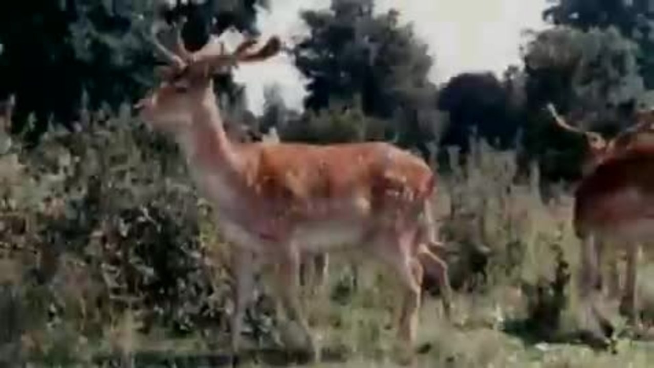 SchneeweiÃŸchen und Rosenrot - Trailer (Deutsch)