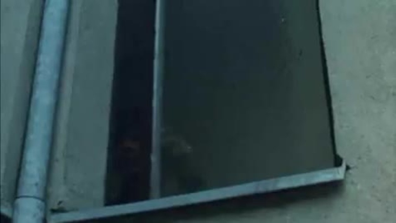 Ein Herz geht auf Reisen - Trailer (Deutsch)