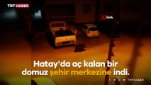 Hatay'da aç kalan domuz şehir merkezine indi