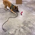 Police Dog Dances for His Toy