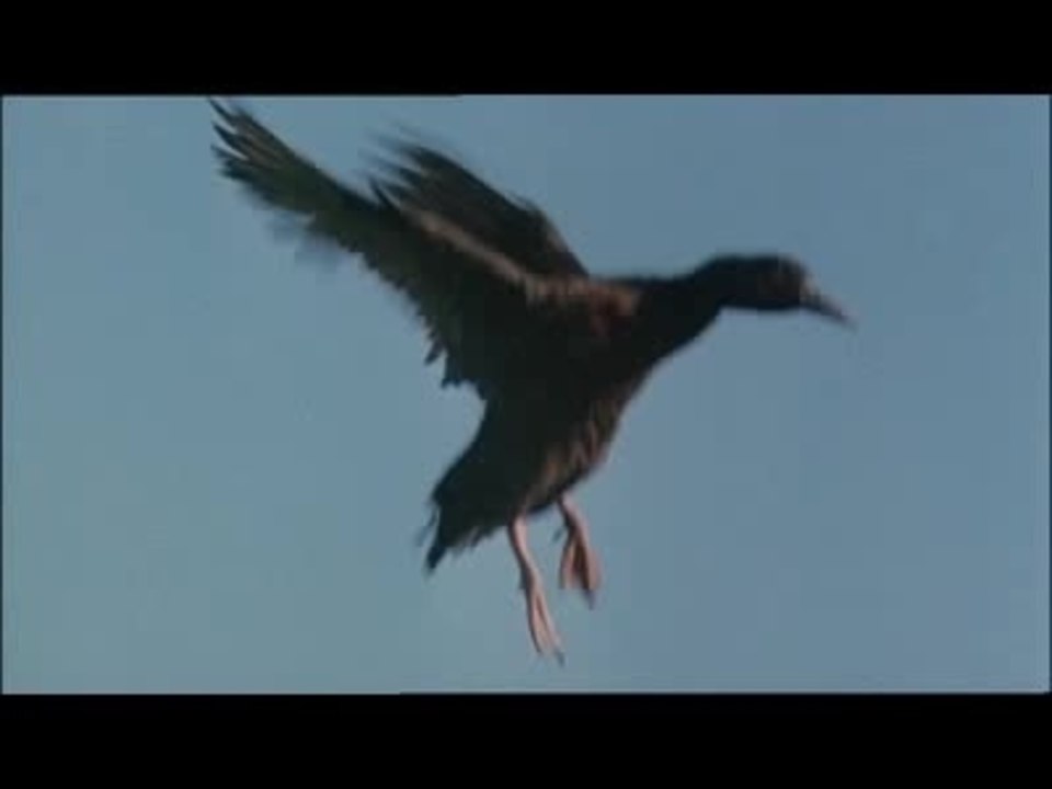 Die Wildente - Trailer (Deutsch)