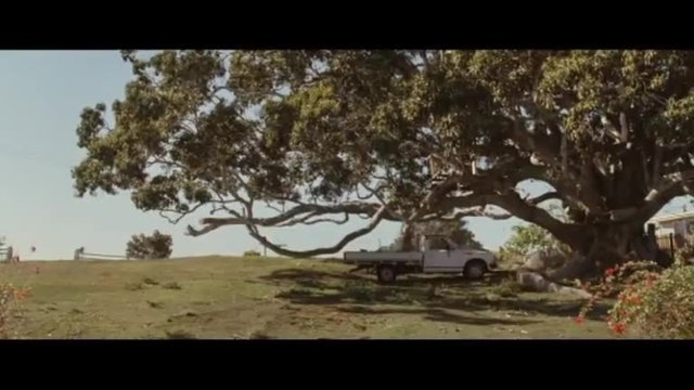 The Tree