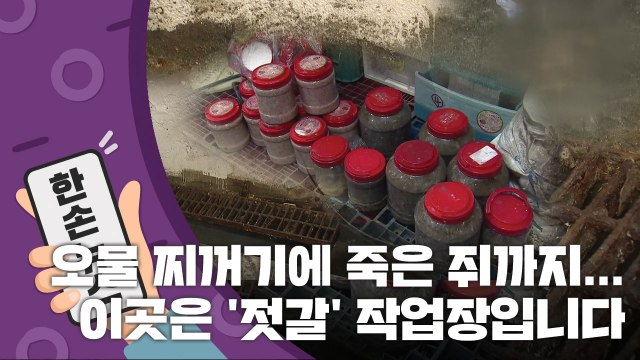 [15초 뉴스] 오물 찌꺼기에 죽은 쥐까지...이곳은 '젓갈' 작업장입니다 / YTN