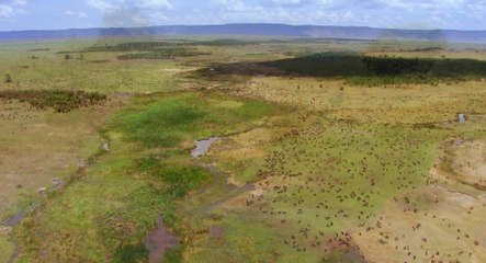 Im Reich Der Raubkatzen - Trailer (Deutsch) HD