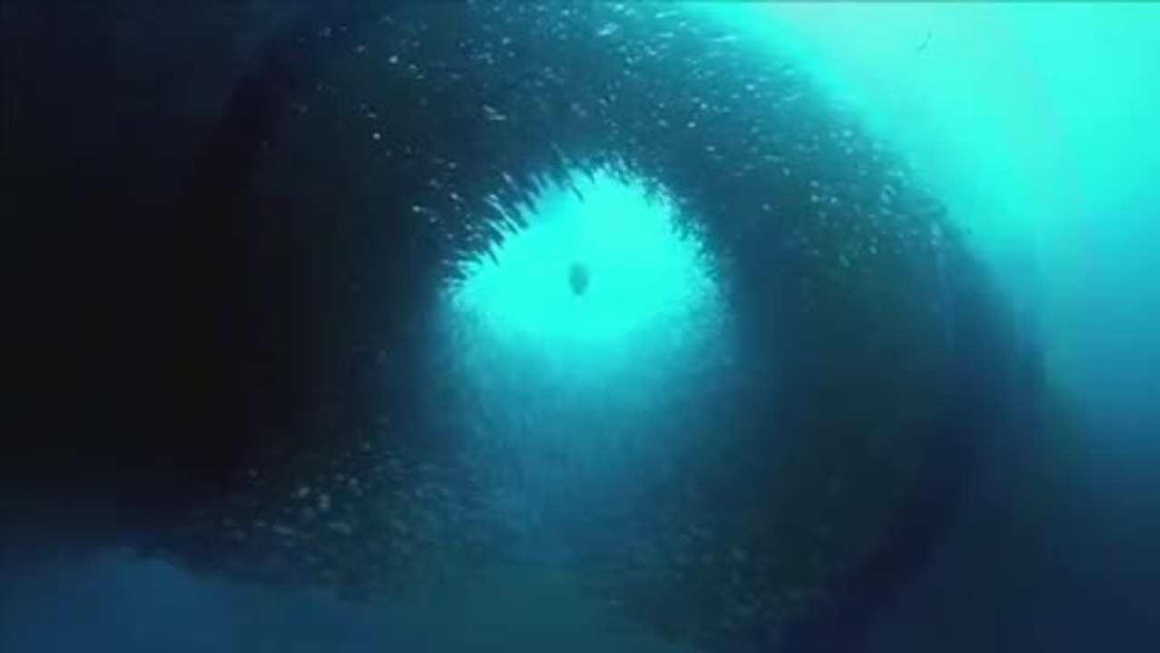 Aug In Aug Mit Den Eisbaeren - Trailer (Deutsch)