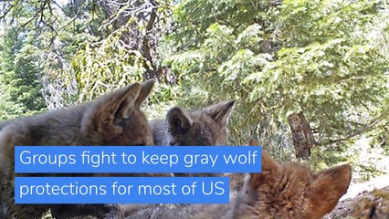Groups fight to keep gray wolf protections for most of US , and other top stories in US news from November 10, 2020.