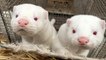 Denmark to cull all 15 million minks on fur farms to contain spread of mutated coronavirus