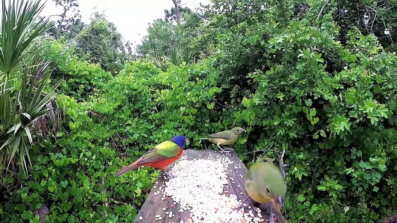 Painted Bunting Migration video Dailymotion