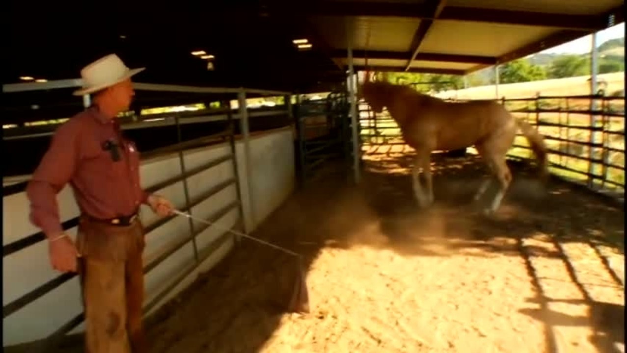 Buck - Clip 8 Behindertes Pferd (Deutsch)