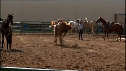Buck - Clip 6 Natural Horsemanship (Deutsch)