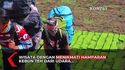 Pesona Kawasan Kebun Teh Kayu Aro Jambi Dari Udara