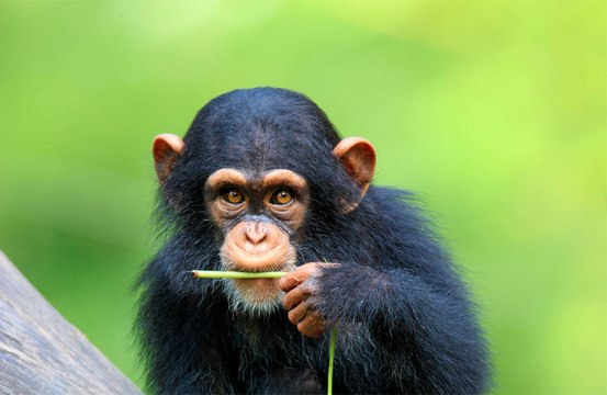 Monkeys prefer traffic sounds over jungle noises according to a new study