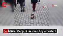 Sevimli kedi İstiklal Marşı okunurken böyle bekledi