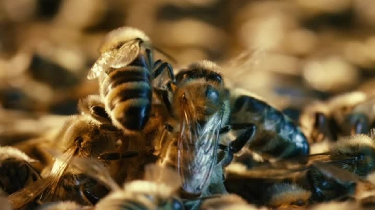 More Than Honey Online Stream Deutsch