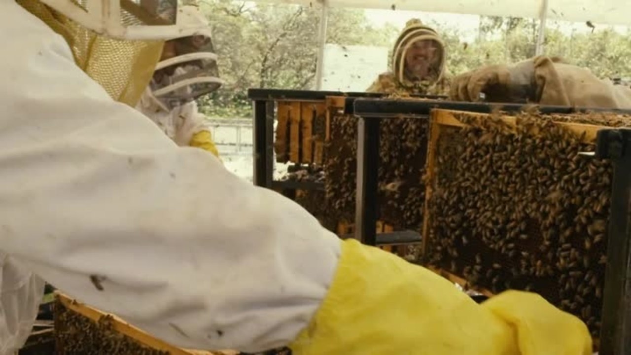 More than Honey - Clip 9 Industrialisierte Imkerei (Deutsch)