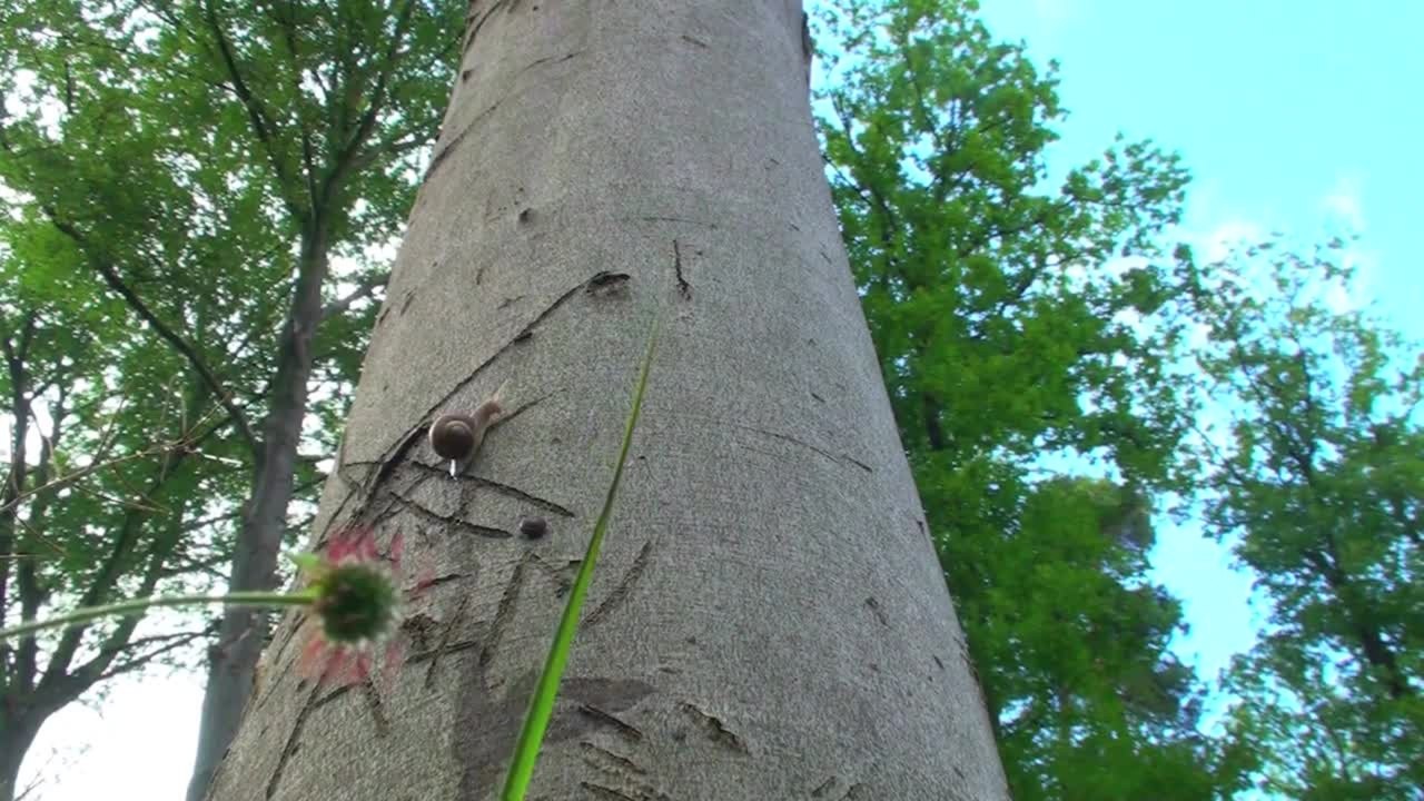Slow - Langsam ist das neue schnell - Trailer (sprachenunabhÃ¤ngig) HD