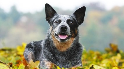 Las 10 razas de perro fáciles de adiestrar