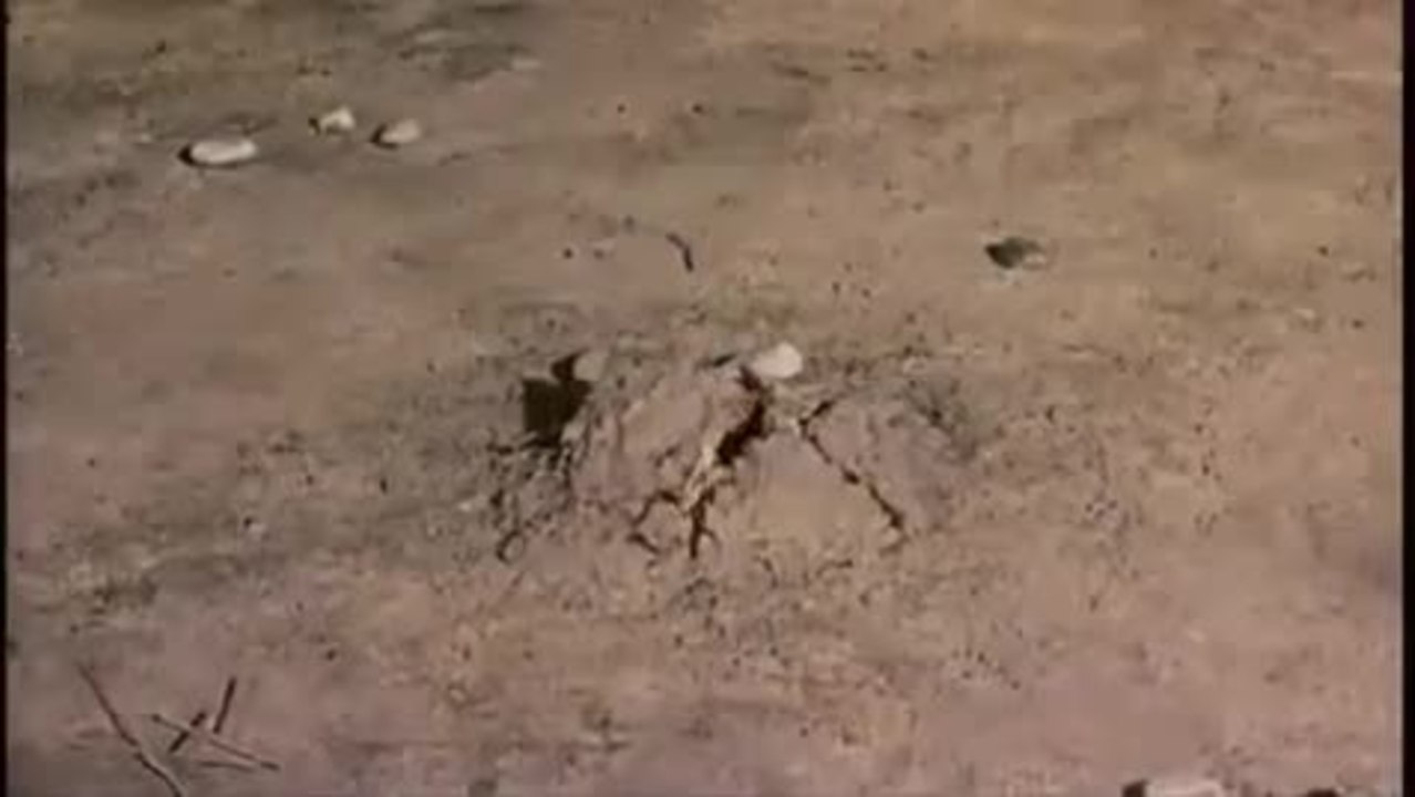 Jason and the Argonauts - Clip Skeleton Fight (English)