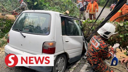 Download Video: Woman killed as falling tree crushes car