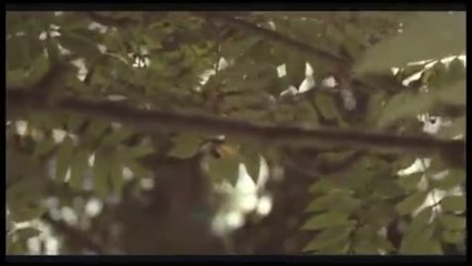 Schwarzer Panther - Trailer (Deutsch)