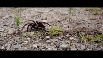 We're The Millers - Clip 3 The spider bit me (English) HD