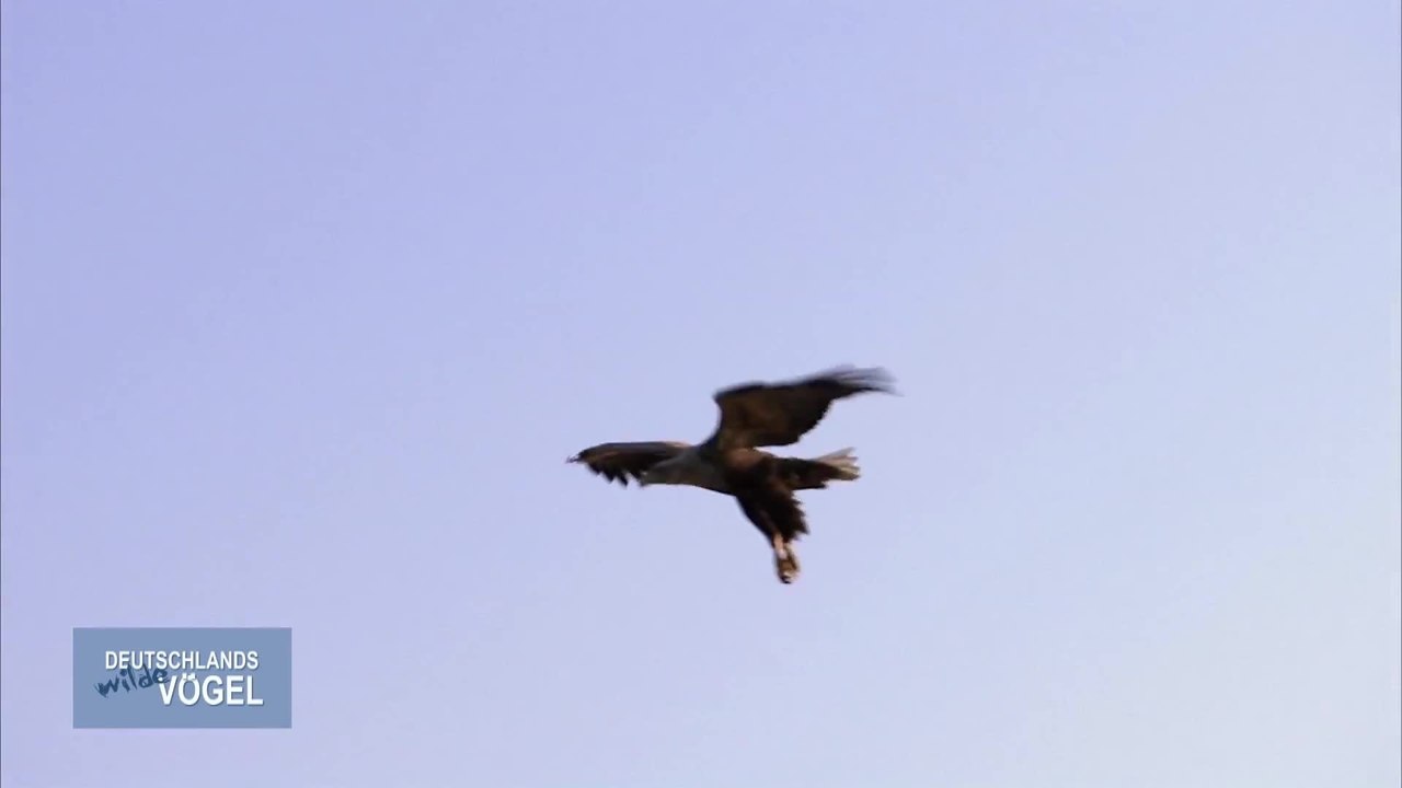 Deutschlands wilde VÃ¶gel - Trailer (Deutsch) HD