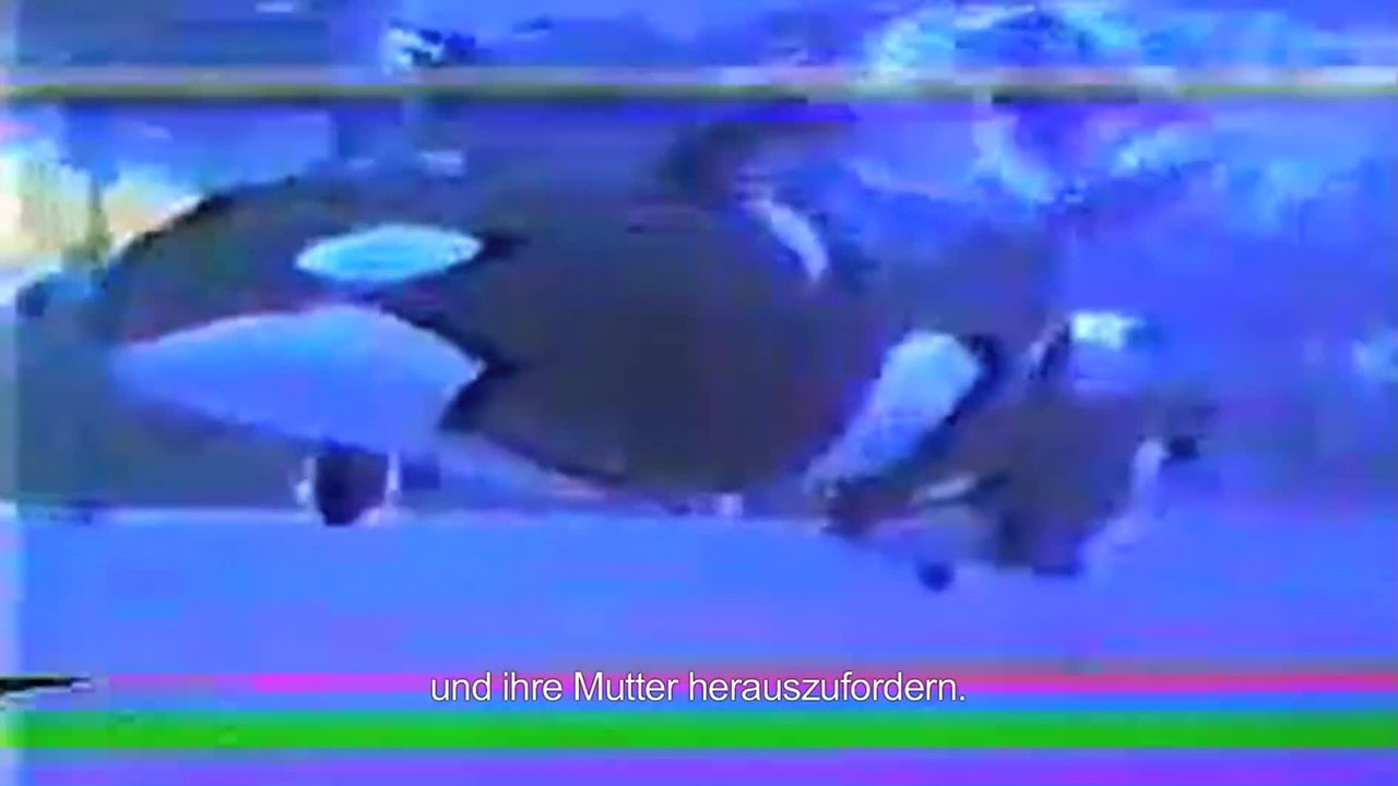 Blackfish - Clip Ein Walbaby wird von seiner Mutter getrennt (OmU) HD