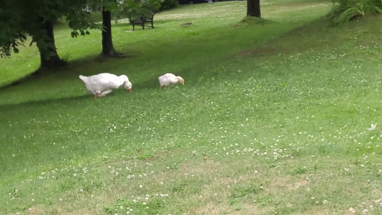Happiness is a Gosling recognizing you, and running excitedly towards you