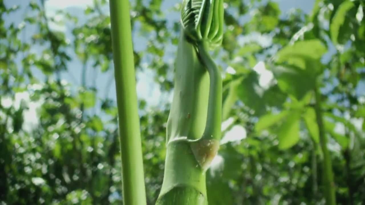 Das Geheimnis der BÃ¤ume - Clip 5 (Deutsch) Der Ameisenbaum